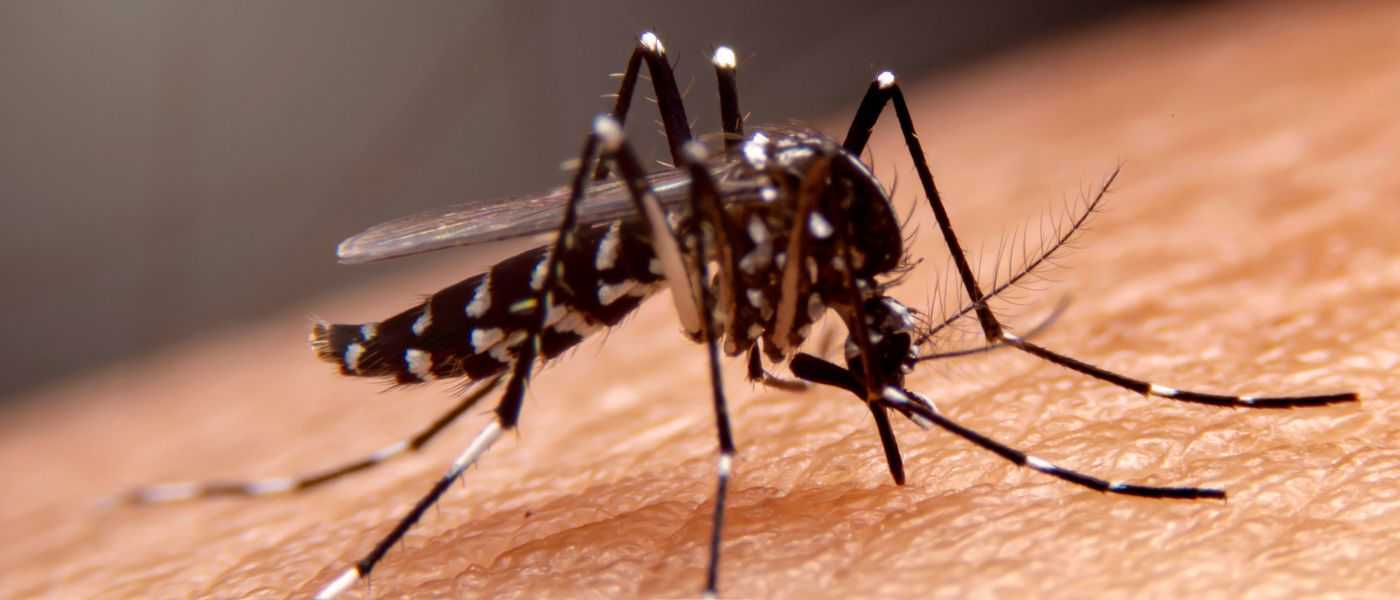 Malaria - Jak przebiega choroba i jak się zabezpieczyć?